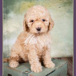 Swan - Yellow and white female Bernedoodle puppy in Connersville, Indiana from Deaz Doodle Ranch