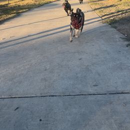 Keevah - Pug