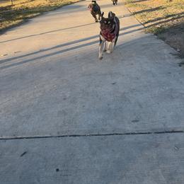 Keevah - Pug