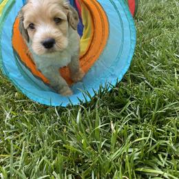 Australian Labradoodle Puppies from Kings Labradoodles