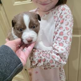 Bree - White and red female Border Collie puppy in Ripley, Oklahoma from Adventure5 Border Collies