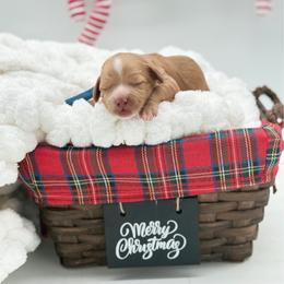 Rusty - Red male Australian Labradoodle puppy in Taylor, Michigan from Mi Best Doodle Ever, LLC