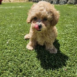 Jett - Apricot male Poodle puppy in Corona, California from Poodle house CA