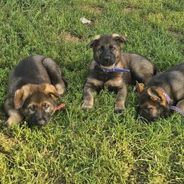 German Shepherd Puppies from Von Thomson Haus