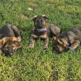 German Shepherd Puppies from Von Thomson Haus
