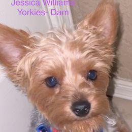 Bella - Yorkshire Terrier