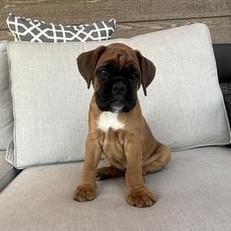 Boxer Puppies from The Holistic Boxer