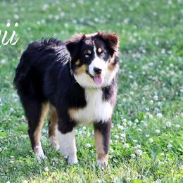 Australian Shepherd Puppies from Westrip Angus & Aussies