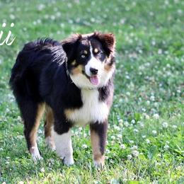 Australian Shepherd Puppies from Westrip Angus & Aussies