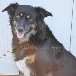 Padme  - Australian Shepherd