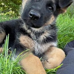 German Shepherds from Edelstein Kennels