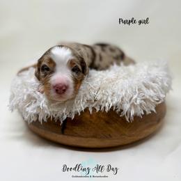 Purple girl - Chocolate merle female Bernedoodle puppy in Valdese, North Carolina from Doodling All Day Goldendoodles