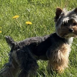 Yorkshire Terriers from Twisted Oak Farms