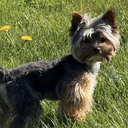 Yorkshire Terriers from Twisted Oak Farms