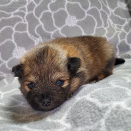 Olive - Chocolate and tan female Pomeranian puppy in Bellevue, Iowa from Fluffy Wonders Poms and Doodles