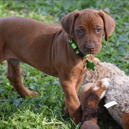 Cane Corso and Rhodesian Ridgeback Puppies from Diamondcrest Farms Inc