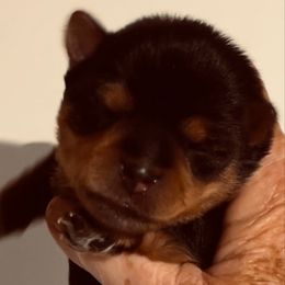 Willow - Black and tan female Yorkshire Terrier puppy in Kingston, Oklahoma from Lake Life