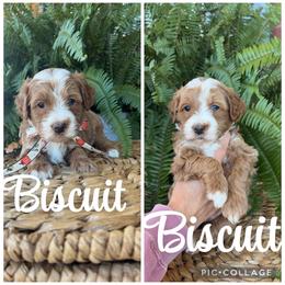 Biscuit - Red  male Goldendoodle puppy in Trenton, Tennessee from Pickard’s country Golden doodles