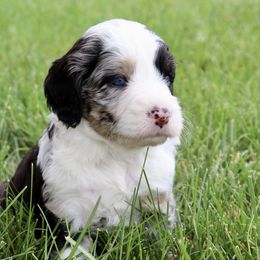 Eevee - female Australian Mountain Doodle puppy in Decatur, Illinois from Signature Doodles