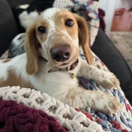 Snickerdoodle - Dachshund