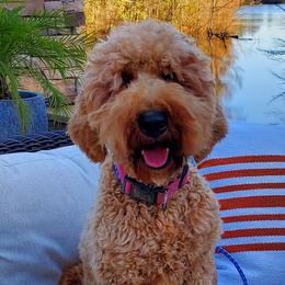 Brooklee - Goldendoodle