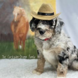 Aussiedoodle and Australian Shepherd Puppies from Dunroamin Farms Australian Shepherds and Aussiedoodles