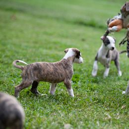 Whippet Puppies from Aperture Whippets