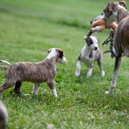Whippet Puppies from Aperture Whippets