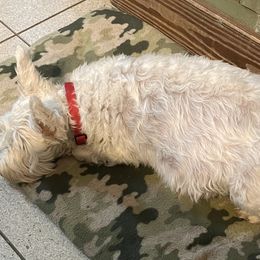 Kotton - Miniature Schnauzer