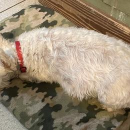 Kotton - Miniature Schnauzer