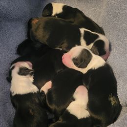 Tibetan Terrier puppies from Dzine Tibetan Terriers