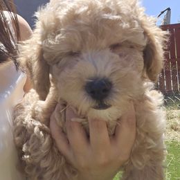 Champ - Apricot male Poodle puppy in Corona, California from Poodle house CA