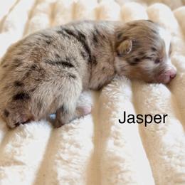 Jasper - Blue merle male Miniature Australian Shepherd puppy in Dillwyn, Virginia from Sand Creek Toy and Mini aussies