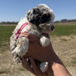 Primrose - Red tri-color female Aussiedoodle puppy in Jerome, Michigan from Haaspawz