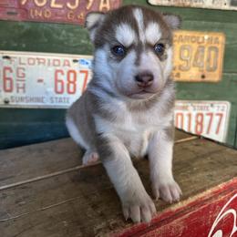 Camber - Red and white female Siberian Husky puppy in Burnsville, North Carolina from Peterson Puppies