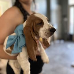 Basset Hound Puppies from Breeze Basset Hounds