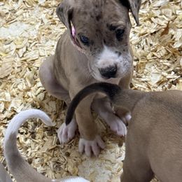 Eleanore - pink collar - Merle female Great Dane puppy in Prosperity, South Carolina from Windy Knoll Great Danes
