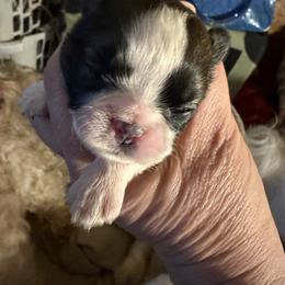 Girl 3 - Sable and white female Shih Tzu puppy in Massachusetts from All That