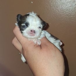Girl 5 - Gold and white Shih Tzu puppy in Birmingham, Alabama from K&D kennels
