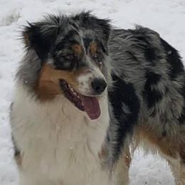 Australian Shepherds and French Bulldogs from Golden Oak Gypsy