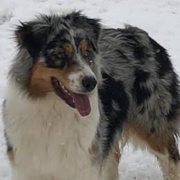 Australian Shepherds and French Bulldogs from Golden Oak Gypsy