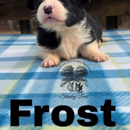 Frost - Black and white male Cardigan Welsh Corgi puppy in Bland, Missouri from Shadey Lane Corgis