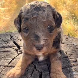 Basil - Merle male Goldendoodle puppy in Redding, California from O’Hara  Doodles