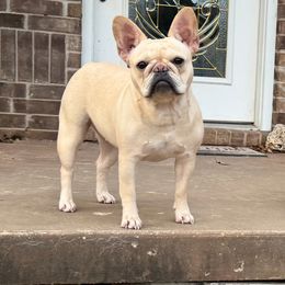 Truly - French Bulldog