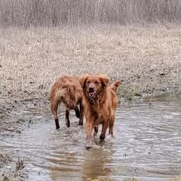Golden Retriever All Grown Up from Carolina's Goldcountry  Kennel