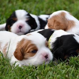 Cavalier King Charles Spaniel puppies from Erickson Cavaliers