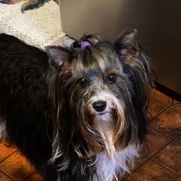 Kalani - Biewer Terrier