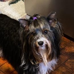 Kalani - Biewer Terrier