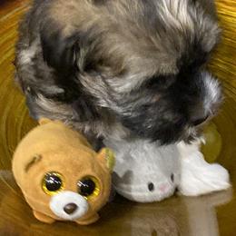 Havanese and Labrador Retriever Puppies from Hudson Valley Labradors and Havanese of Claverack