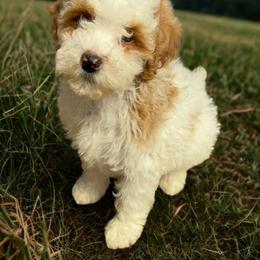 Mr FluffyBoy - Parti male Poodle puppy in Salem, Oregon from Oregon Poodle Oodle Doodles
